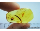 Nice 14mm Leaf. Fossil inclusion in Baltic amber stone #9983