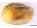 Leaf 21mm, Spider and Coprolite. Fossil inclusions in Baltic amber stone #9984