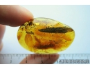 Leaf 21mm, Spider and Coprolite. Fossil inclusions in Baltic amber stone #9984