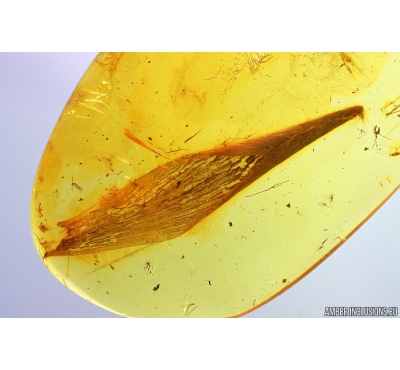 Nice 14mm Leaf. Fossil inclusion in Baltic amber stone #9985