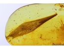 Nice 14mm Leaf. Fossil inclusion in Baltic amber stone #9985
