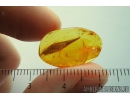 Nice 14mm Leaf. Fossil inclusion in Baltic amber stone #9985