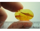 Nice 14mm Leaf. Fossil inclusion in Baltic amber stone #9985