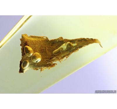 Very Nice Leaf. Fossil inclusion in Baltic amber stone #9986