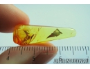 Very Nice Leaf. Fossil inclusion in Baltic amber stone #9986