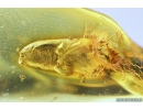 Very Nice Bud and Long-legged fly Dolichopodidae. Fossil inclusions in Baltic amber #9987