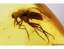 Very Nice Rare Snipe Fly Rhagionidae and More. Fossil insects in Baltic amber 9989