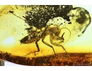 Extremely Rare Adult Praying Mantis Mantodea. Fossil insect in Baltic amber #9990