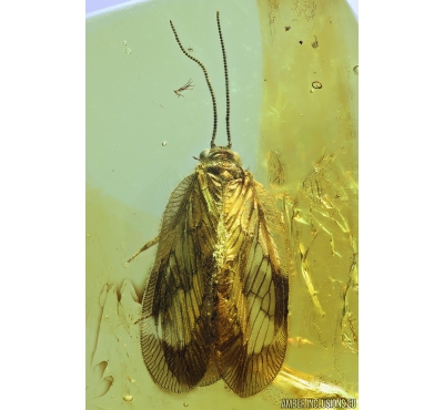 Rare Lacewing, Hemerobiidae Proneuronema, new spec and probably new genus. Fossil insect in Baltic amber #9991