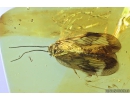 Rare Lacewing, Hemerobiidae Proneuronema, new spec and probably new genus. Fossil insect in Baltic amber #9991