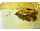 Rare Lacewing, Hemerobiidae Proneuronema, new spec and probably new genus. Fossil insect in Baltic amber #9991