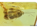 Rare Lacewing, Hemerobiidae Proneuronema, new spec and probably new genus. Fossil insect in Baltic amber #9991