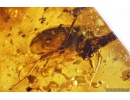 Darkling beetle Tenebrionidae, many small Beetles, Caddifly, Spiders, Wasp, Ants, Dipterans, Plant and More. Fossil inclusions in Baltic amber #9992