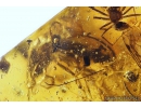Darkling beetle, Tenebrionidae, Moth Lepidoptera, Spider Araneae and More. Fossil inclusions in Baltic amber #9992