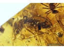 Darkling beetle Tenebrionidae, many small Beetles, Caddifly, Spiders, Wasp, Ants, Dipterans, Plant and More. Fossil inclusions in Baltic amber #9992