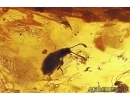 Darkling beetle Tenebrionidae, many small Beetles, Caddifly, Spiders, Wasp, Ants, Dipterans, Plant and More. Fossil inclusions in Baltic amber #9992