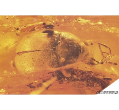 Darkling beetle Tenebrionidae, many small Beetles, Caddifly, Spiders, Wasp, Ants, Dipterans, Plant and More. Fossil inclusions in Baltic amber #9992