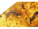 Darkling beetle Tenebrionidae, many small Beetles, Caddifly, Spiders, Wasp, Ants, Dipterans, Plant and More. Fossil inclusions in Baltic amber #9992
