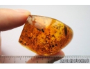 Darkling beetle Tenebrionidae, many small Beetles, Caddifly, Spiders, Wasp, Ants, Dipterans, Plant and More. Fossil inclusions in Baltic amber #9992