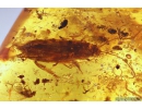 Darkling beetle, Tenebrionidae, Moth Lepidoptera, Spider Araneae and More. Fossil inclusions in Baltic amber #9992