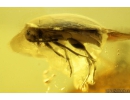 False Flower Beetle Scraptiidae Fossil insect in Baltic amber #9994