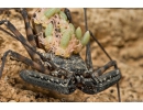 UNIQUE TAILLESS WHIP SCORPION PEDIPALP FRAGMENT AMBLYPYGI. First example in Baltic amber #7500