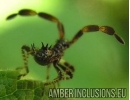 Unique Leaf-footed Bug Coreidae. First example in Baltic amber! #7716