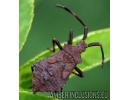 Unique Leaf-footed Bug Coreidae. First example in Baltic amber! #7716