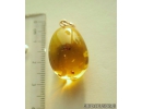 Genuine Baltic amber Golden 14k pendant with fossil insects- Two Ants, Hymenoptera g080-001