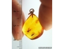 Genuine Baltic amber golden 14k pendant with fossil inclusions - Two Gnats #g100_001
