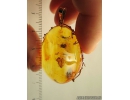 Genuine Baltic amber golden 14k pendant with fossil insects- Lepidoptera, Moth and Hymenoptera, Ant #g220-001