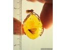 Genuine Baltic amber golden 14k pendant with fossil insect- Caddisfly Thichoptera #g220-004