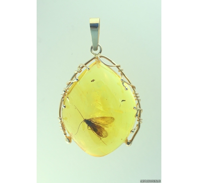 Genuine Baltic amber golden 14k pendant with fossil insect- Caddisfly Thichoptera #g220-004