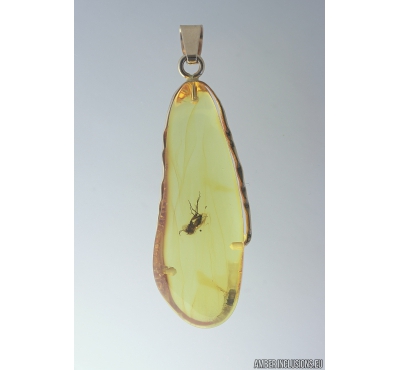 Genuine Baltic amber golden 14k pendant with fossil insect Fungus gnat Mycetophilidae #g220_012