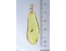 Genuine Baltic amber golden 14k pendant with fossil insect Fungus gnat Mycetophilidae #g220_012