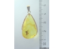 Genuine Baltic amber golden 14k pendant with fossil insect Fungus gnat Mycetophilidae #g220_014