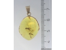 enuine Baltic amber golden 14k pendant with fossil insects Two Crane flies Limoniidae #g220_015