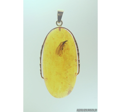 Genuine Baltic amber golden 14k pendant with fossil insect Termite Isoptera #g220_018