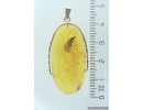 Genuine Baltic amber golden 14k pendant with fossil insect Termite Isoptera #g220_018