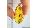 Genuine Baltic amber golden 14k pendant with fossil insect- Caddisfly Thichoptera #g220_022