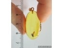 Genuine Baltic amber golden 14k pendant with fossil insect Hover Fly Syrphidae #g220_033