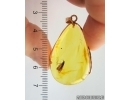 Genuine Baltic amber golden 14k pendant with fossil insect- Nice Caddisfly Thichoptera #g220_034