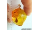 Genuine Baltic amber golden 14k pendant with fossil insects - Caddisfly and More #g220_038