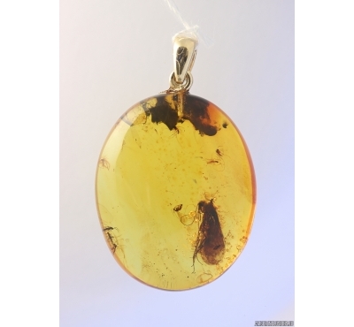 Genuine Baltic amber golden 14k pendant with fossil inclusions - Caddisfly and Gnats #g250_003