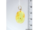 Genuine Baltic amber golden 14k pendant with fossil insect- Long-legged fly Dolichopodidae #g070-002
