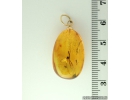 Genuine Baltic amber golden 14k pendant with fossil insect- Crane fly, Limoniidae #g090-004