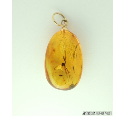 Genuine Baltic amber golden 14k pendant with fossil insect- Crane fly, Limoniidae #g090-004