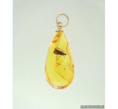 Genuine Baltic amber golden 14k pendant with fossil insect- Caddisfly Trichoptera. #g090-002