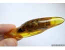 Extremely rare ACTION! FLY WITH TWO (!!) PSEUDOSCORPIONS (PHORESY). Fossil inclusions in Baltic amber #6120