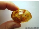 Very rare stone. Many fragments of Bird Feathers, Woodlice and More. Fossil inclusions in Baltic amber #6346